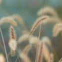 highres fountain grass opacity iv | 3form